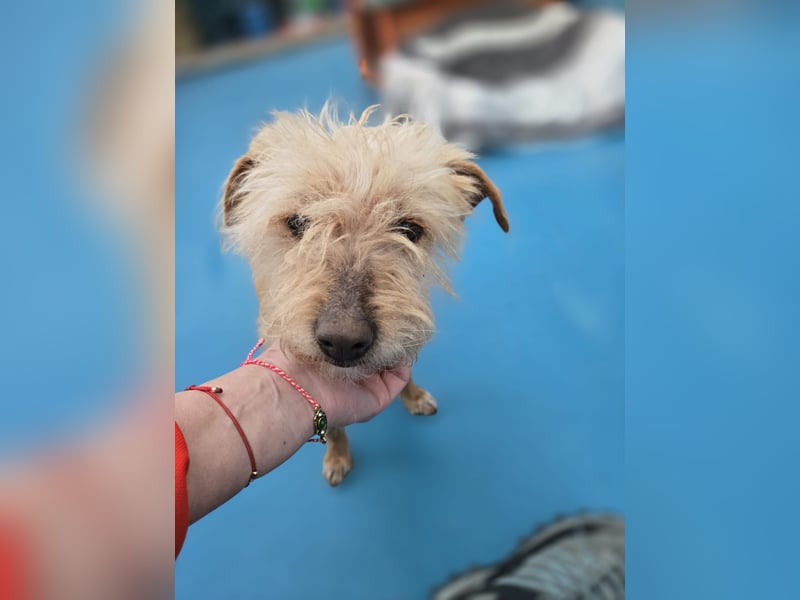 Camilla -  Terrier Mix, sucht ein liebes warmes Zuhause - wird sie dein Star