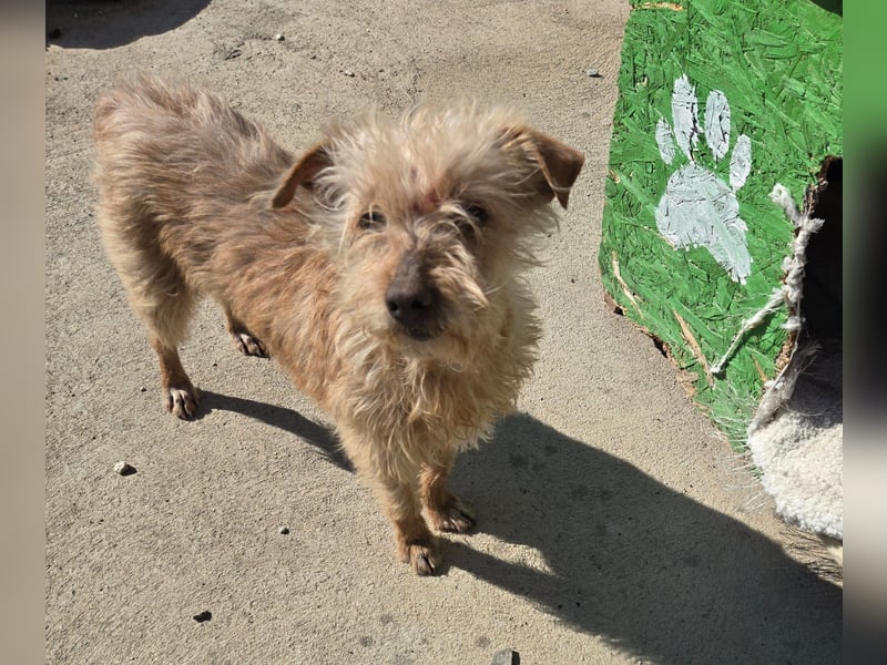 Camilla -  Terrier Mix, sucht ein liebes warmes Zuhause - wird sie dein Star