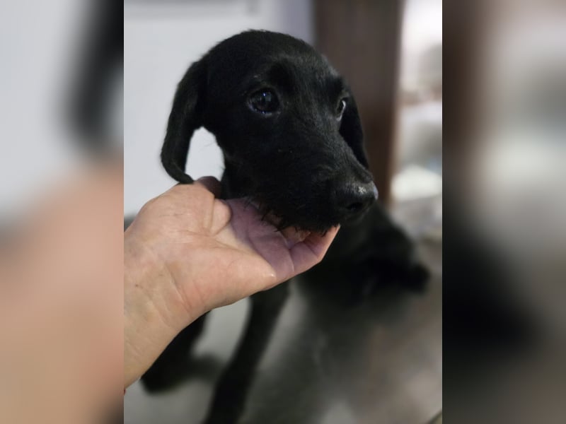 Piper - schmale Hundedame - sucht einen Platz in deinem Herzen für immer