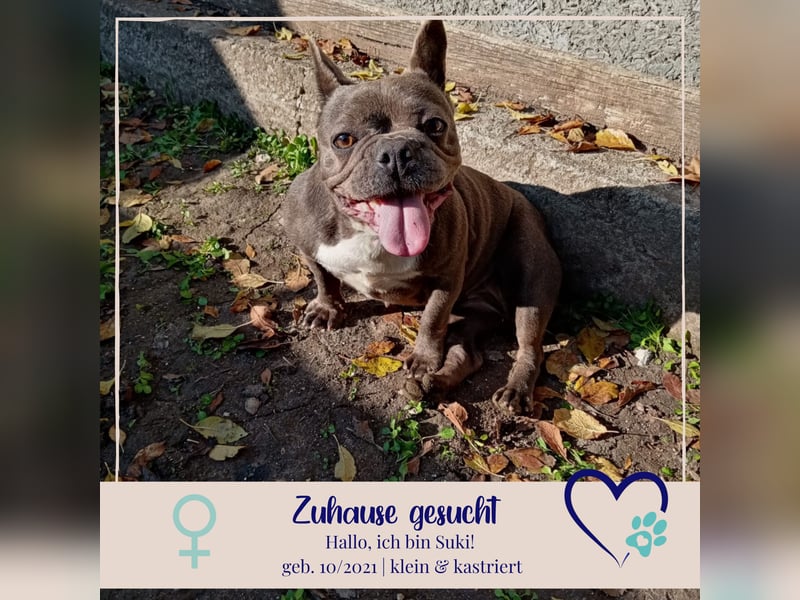 Suki - verschmuste Französische Bulldogge