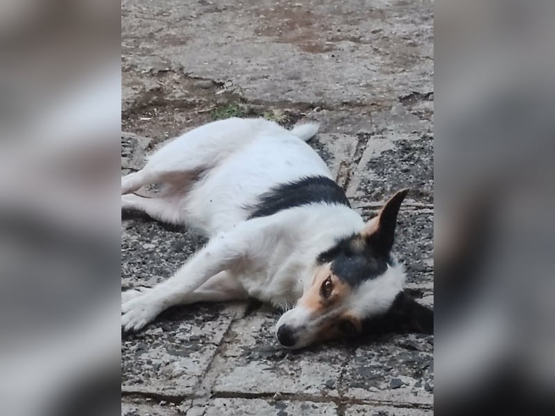 Lora - kleine liebenswerte Hundedame sucht ihr Zuhause für immer - bei Dir?