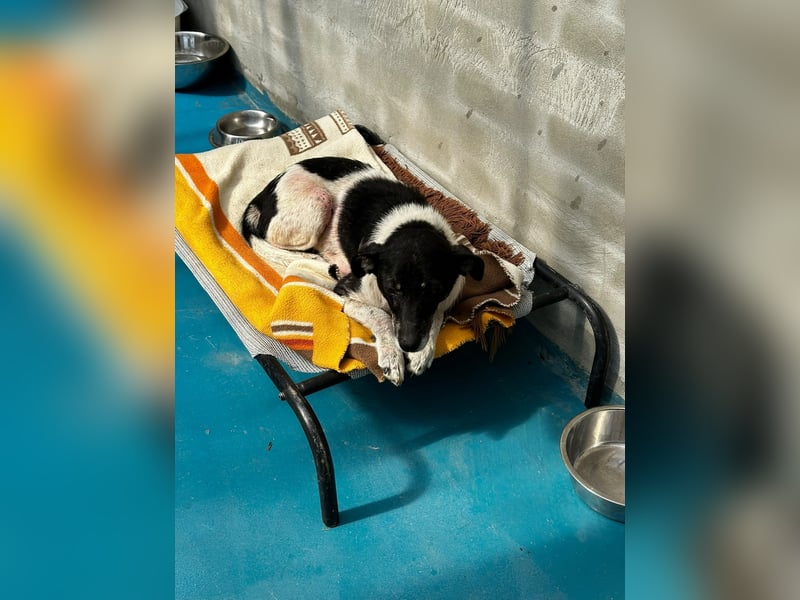 Anne - sucht einen Menschen der sie findet und lieb hat