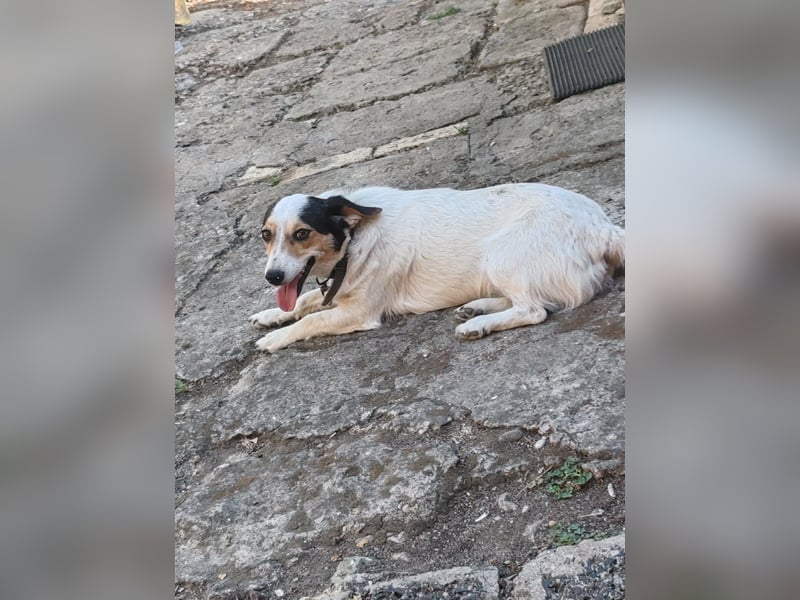 Lora - kleine liebenswerte Hundedame sucht ihr Zuhause für immer - bei Dir?