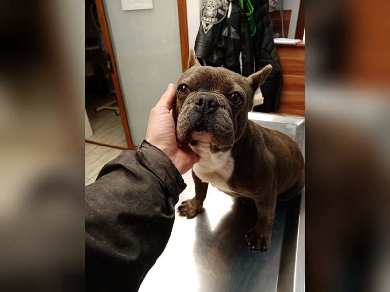 Suki - verschmuste Französische Bulldogge
