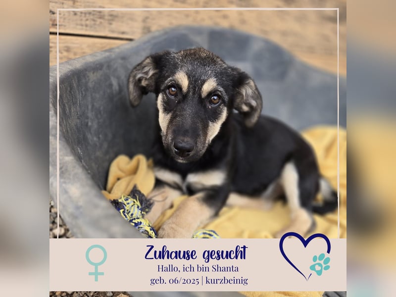 Shanta - Gelassenheit und Harmonie strahlt ihr Name aus - sie sucht dich