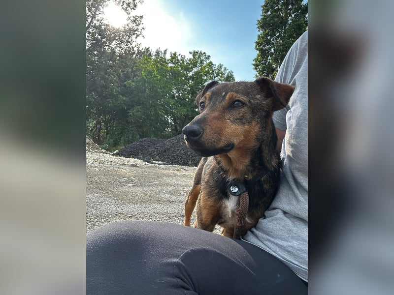 Bobby - fast zweijähriger sucht sein Zuhause - vielleicht bei Dir ?