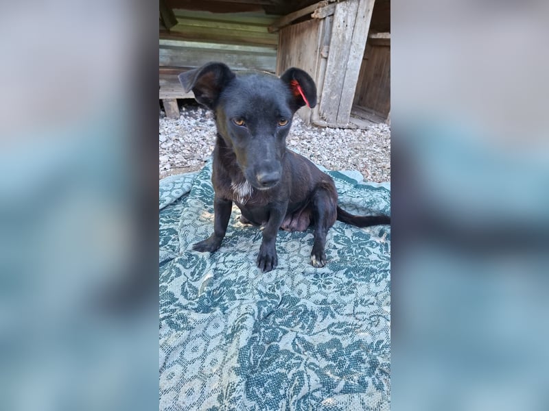 Alma - tapfere kleine Seele sucht ihre Chance bei dir ?