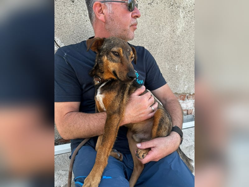 Bobby - fast zweijähriger sucht sein Zuhause - vielleicht bei Dir ?