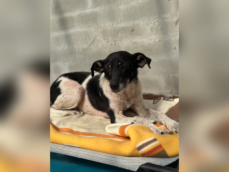 Anne - sucht einen Menschen der sie findet und lieb hat
