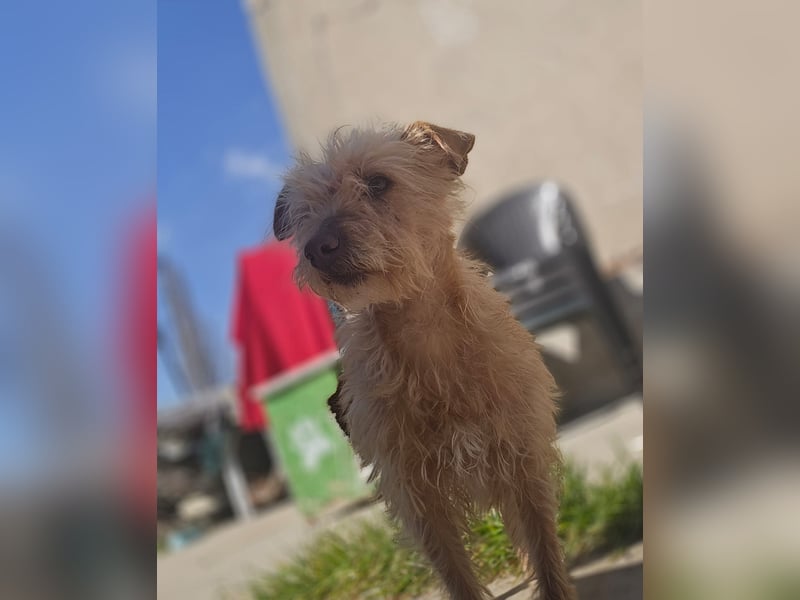 Camilla -  Terrier Mix, sucht ein liebes warmes Zuhause - wird sie dein Star