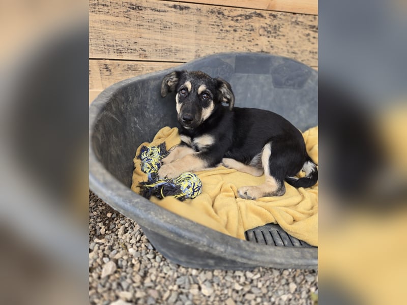 Shanta - Gelassenheit und Harmonie strahlt ihr Name aus - sie sucht dich