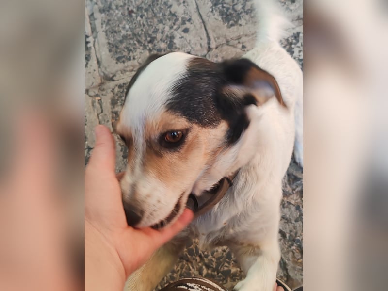 Lora - kleine liebenswerte Hundedame sucht ihr Zuhause für immer - bei Dir?