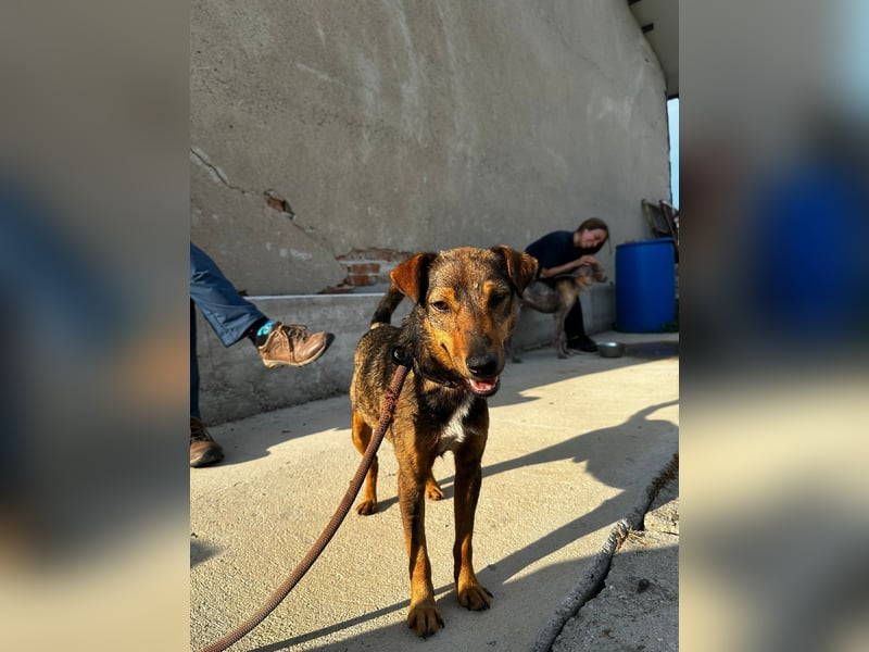 Bobby - fast zweijähriger sucht sein Zuhause - vielleicht bei Dir ?