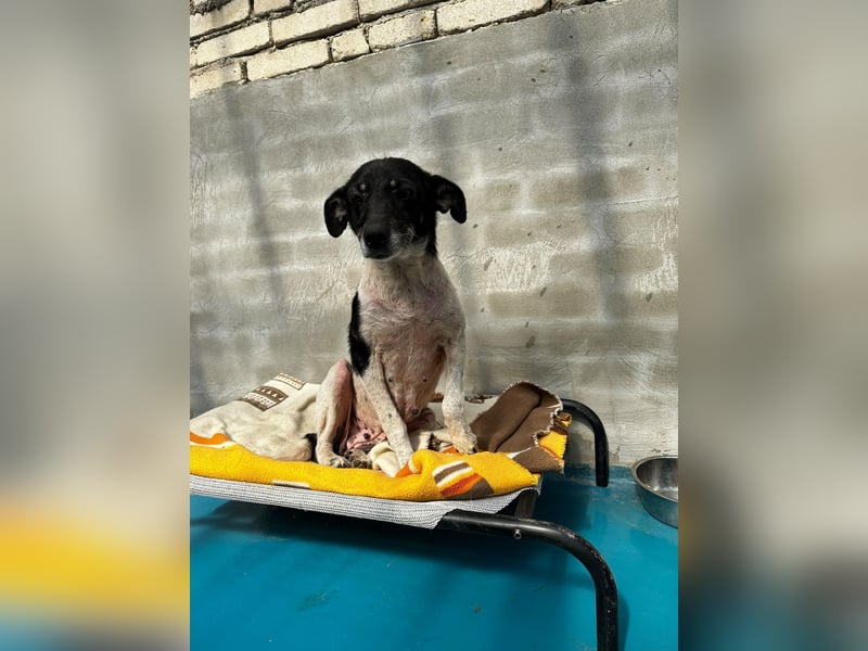 Anne - sucht einen Menschen der sie findet und lieb hat