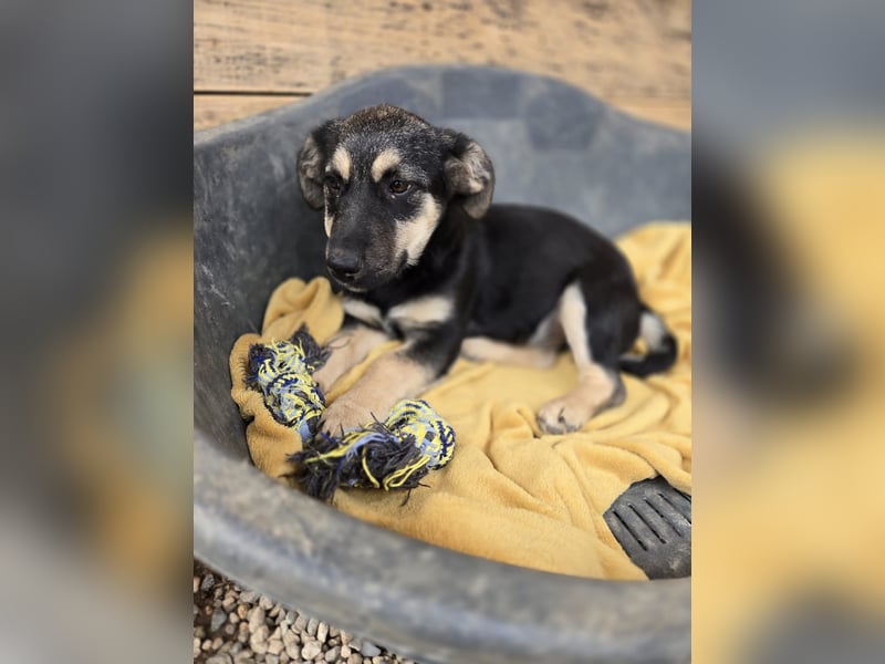 Shanta - Gelassenheit und Harmonie strahlt ihr Name aus - sie sucht dich