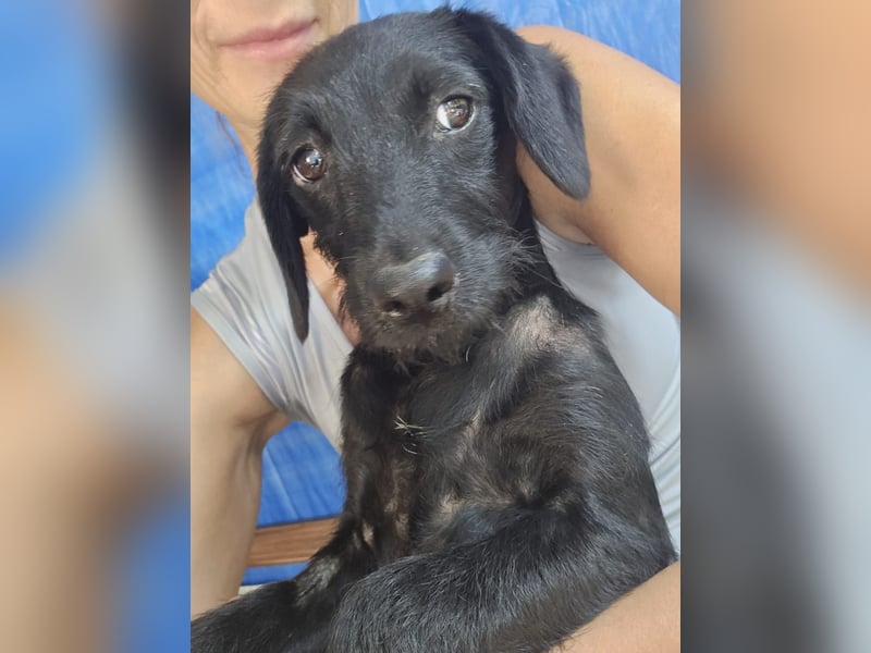 Piper - schmale Hundedame - sucht einen Platz in deinem Herzen für immer