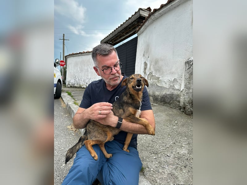 Bobby - fast zweijähriger sucht sein Zuhause - vielleicht bei Dir ?