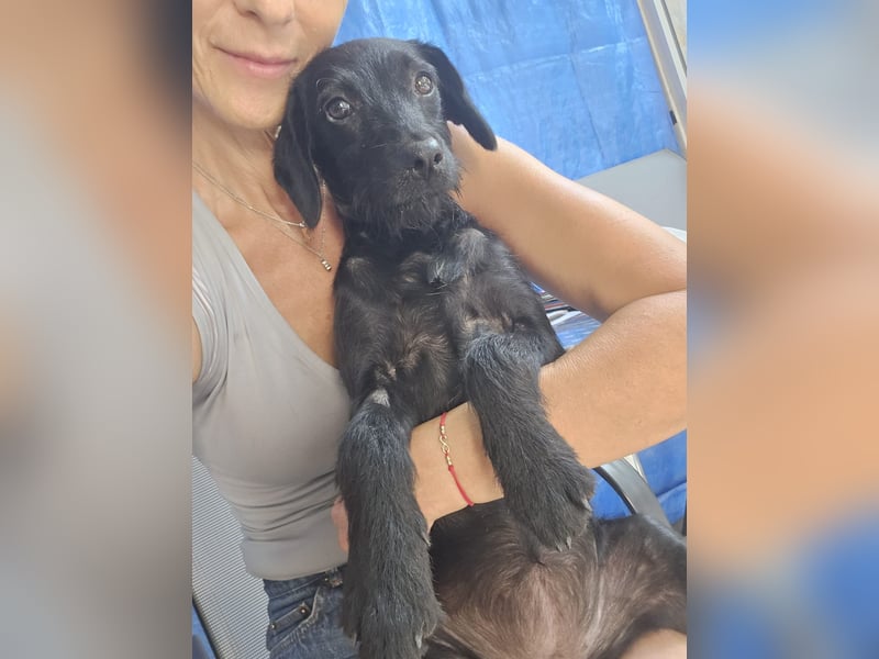 Piper - schmale Hundedame - sucht einen Platz in deinem Herzen für immer