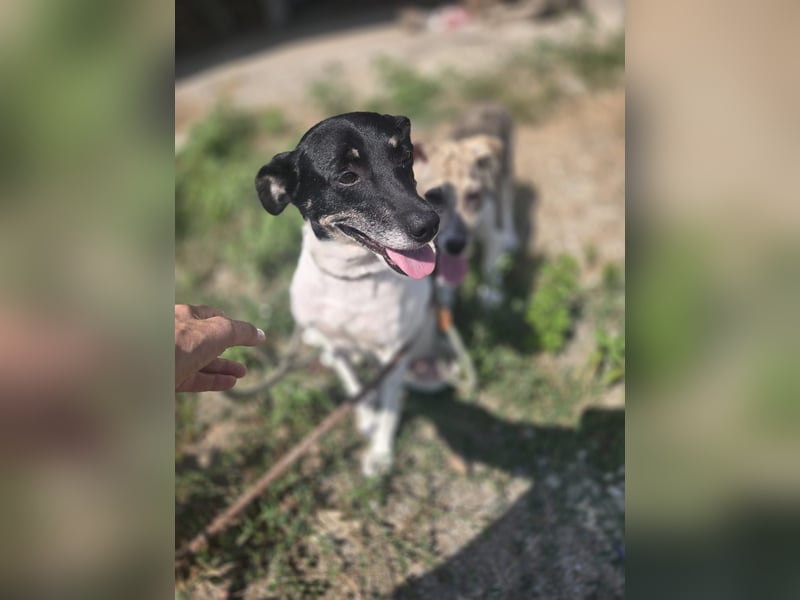 Anne - sucht einen Menschen der sie findet und lieb hat