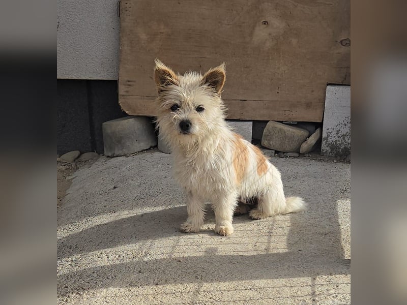 Imani - heisst Glaube und wir glauben an ein Happy End