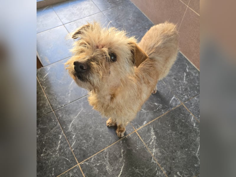Camilla -  Terrier Mix, sucht ein liebes warmes Zuhause - wird sie dein Star