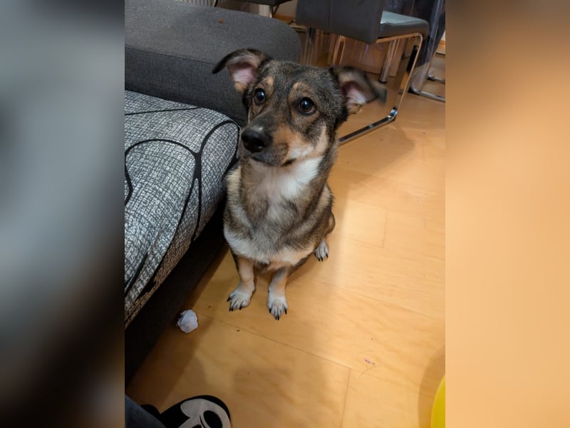 Maja - kleine Hündin 12 k schwer, 35 cm gross sucht ihr Zuhause