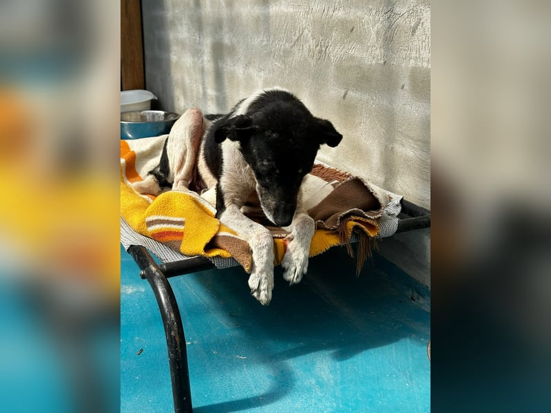 Anne - sucht einen Menschen der sie findet und lieb hat