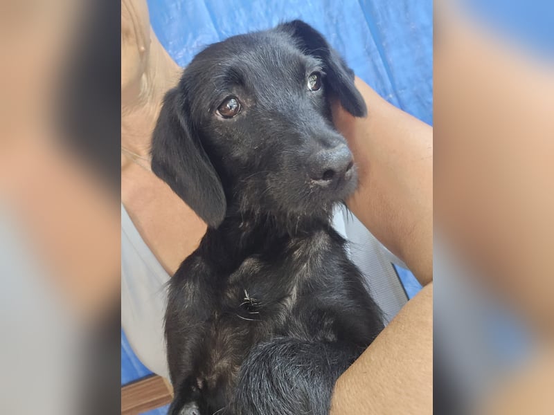 Piper - schmale Hundedame - sucht einen Platz in deinem Herzen für immer