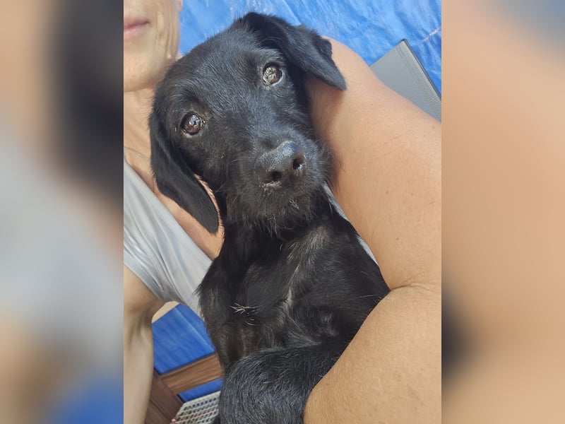 Piper - schmale Hundedame - sucht einen Platz in deinem Herzen für immer