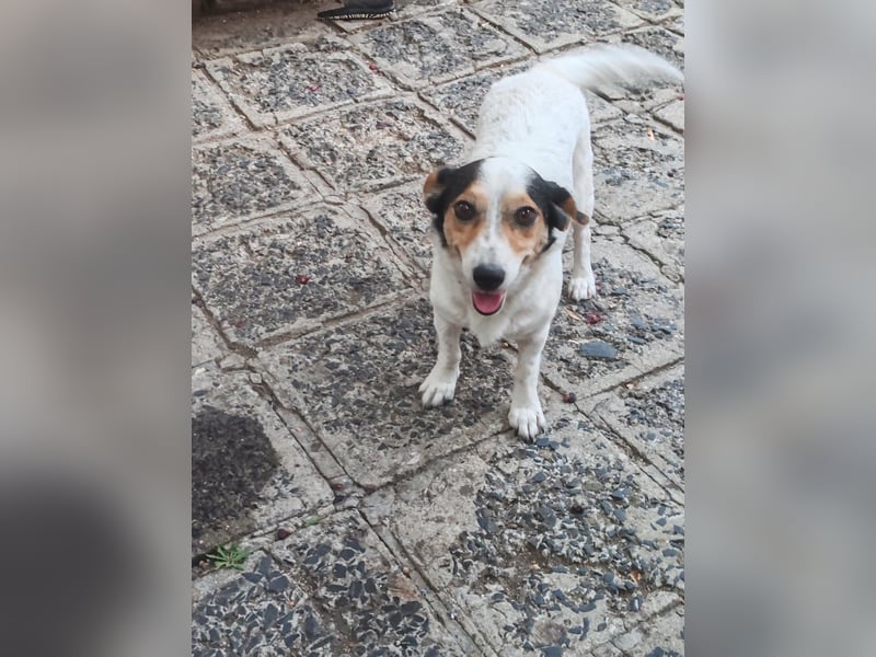 Lora - kleine liebenswerte Hundedame sucht ihr Zuhause für immer - bei Dir?