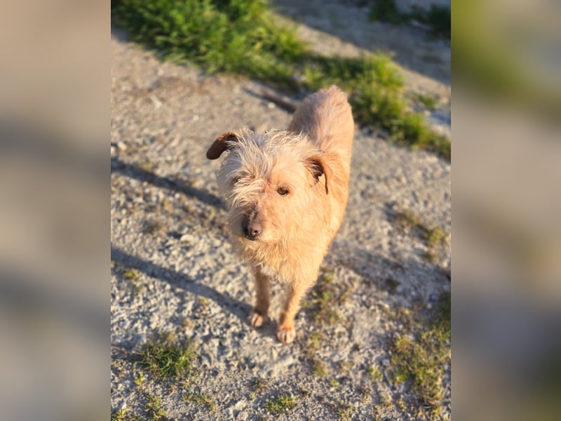 Camilla -  Terrier Mix, sucht ein liebes warmes Zuhause - wird sie dein Star