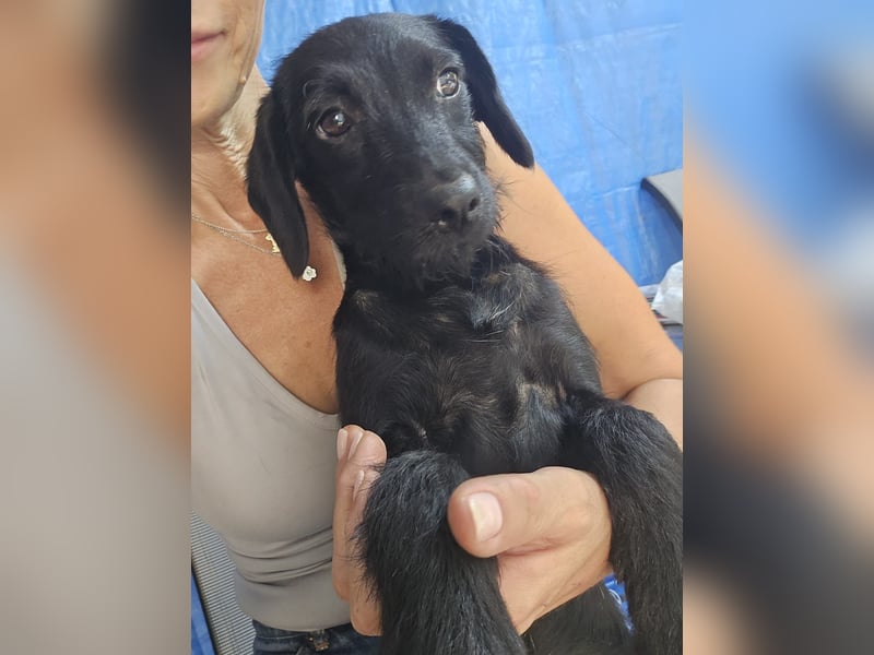 Piper - schmale Hundedame - sucht einen Platz in deinem Herzen für immer