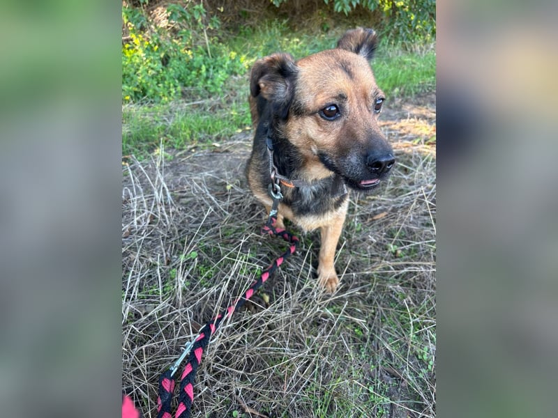 Gloria, liebevoller Mischling geb. 2020