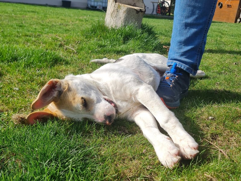 Lenny, fröhliches Hundekind geb.2025