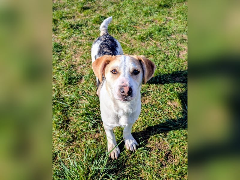 Lenny, fröhliches Hundekind geb.2025