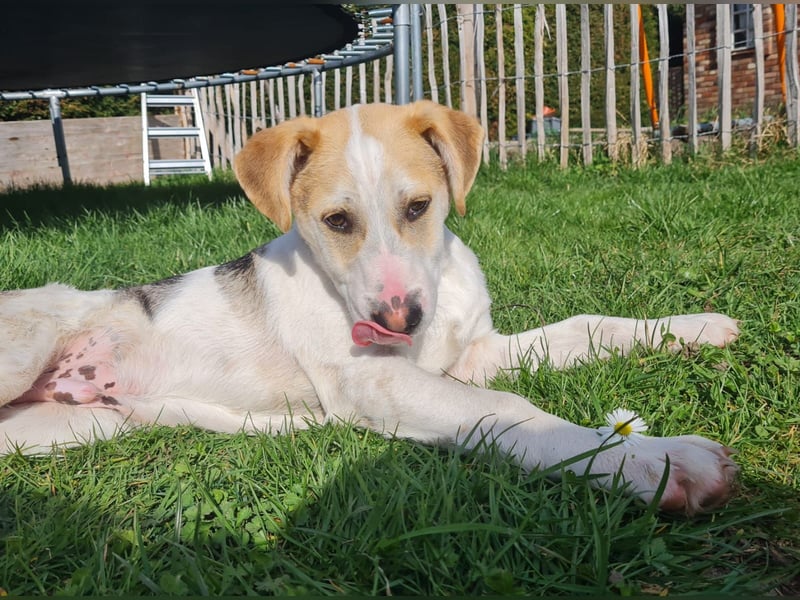 Lenny, fröhliches Hundekind geb.2025