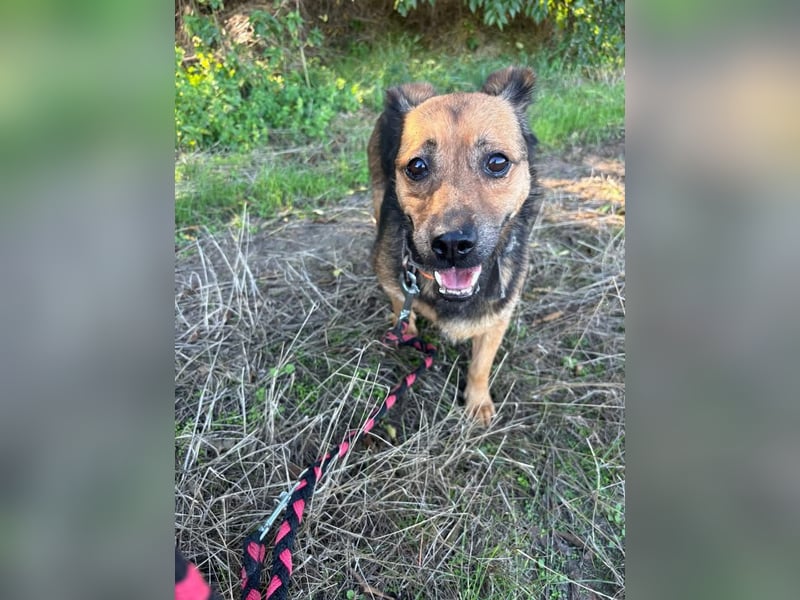 Gloria, liebevoller Mischling geb. 2020