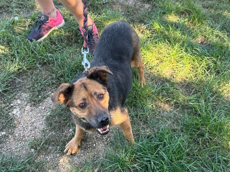 Gloria, liebevoller Mischling geb. 2020