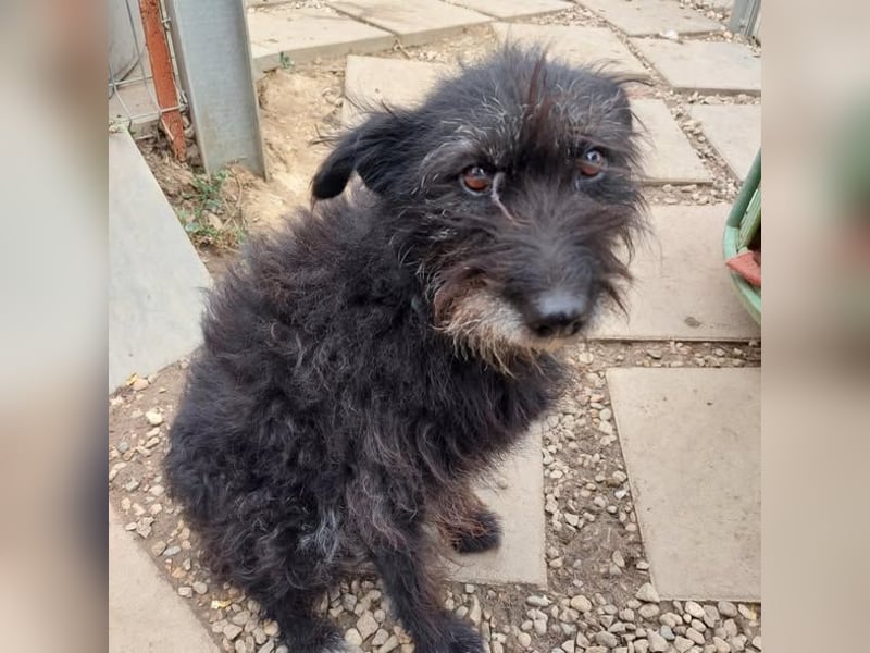 Lufi kleiner Mischling mit großem Herz