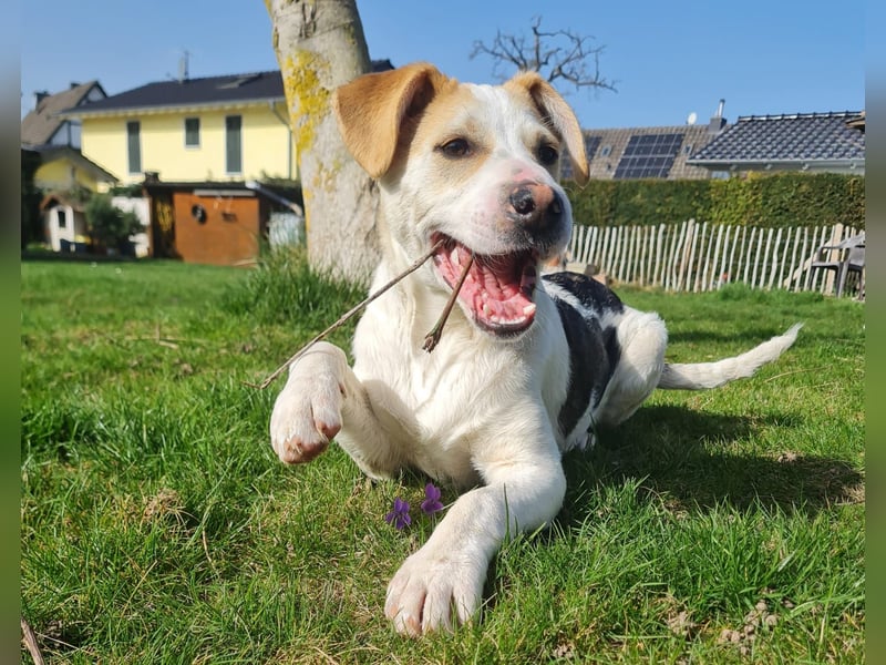 Lenny, fröhliches Hundekind geb.2025