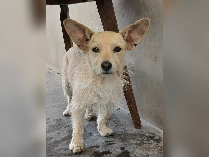 Füles, liebes Terrier Mix Mädchen geb. 05/2021