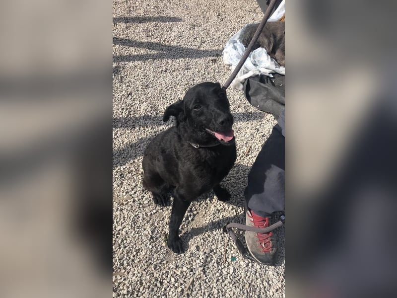 Adri kleiner Mischling mit großem Herz