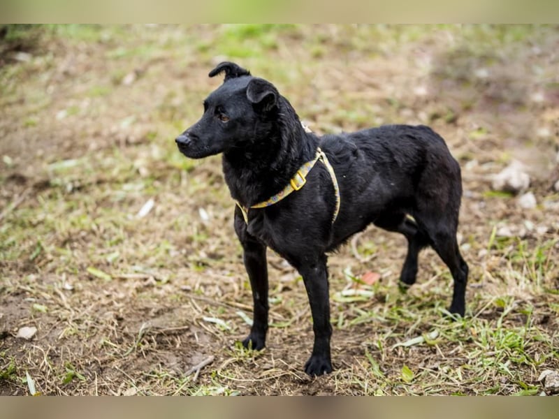 Adri kleiner Mischling mit großem Herz