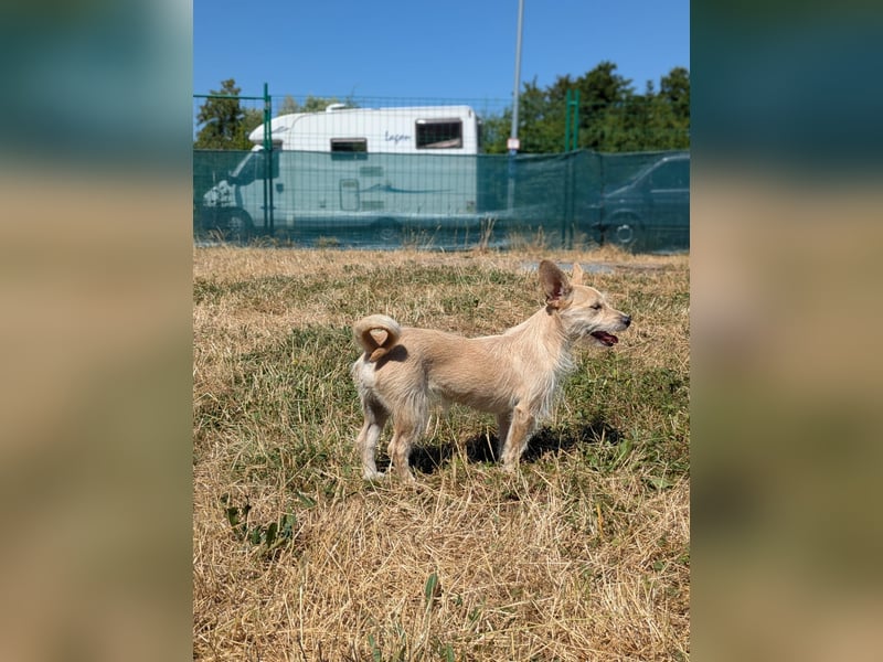 Füles, liebes, unsicheres Terrier Mix Mädchen geb. 05/2021