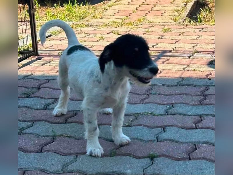edison, zuckersüßes Mischlings Welpenmädchen geb. 03/2026