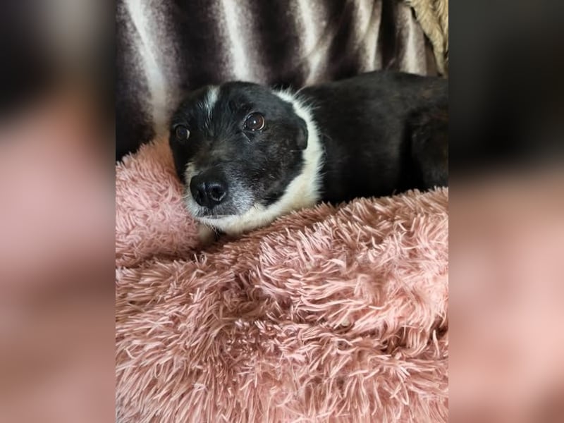 Döme, kleiner Mischling mit sanfter Seele