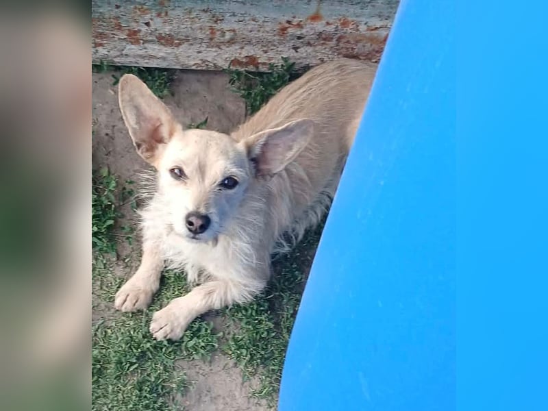 Füles, liebes Terrier Mix Mädchen geb. 05/2021