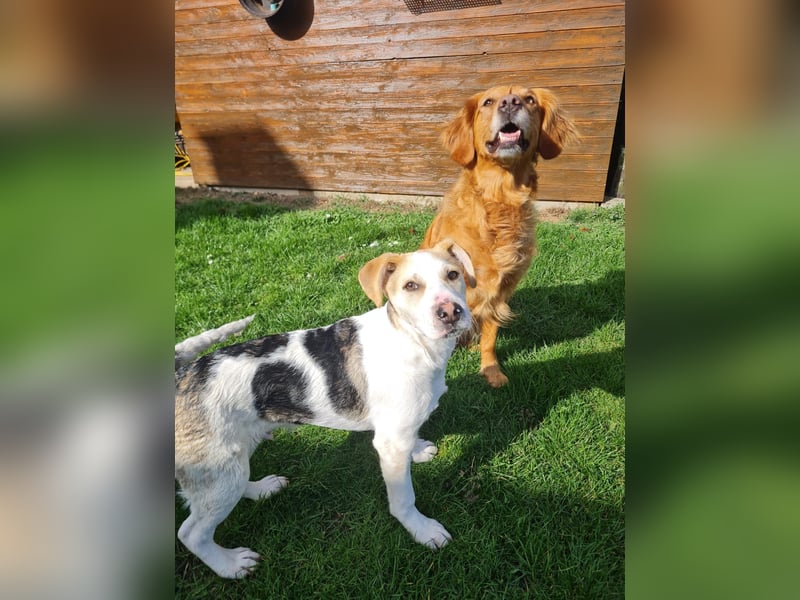 Lenny, fröhliches Hundekind geb.2025