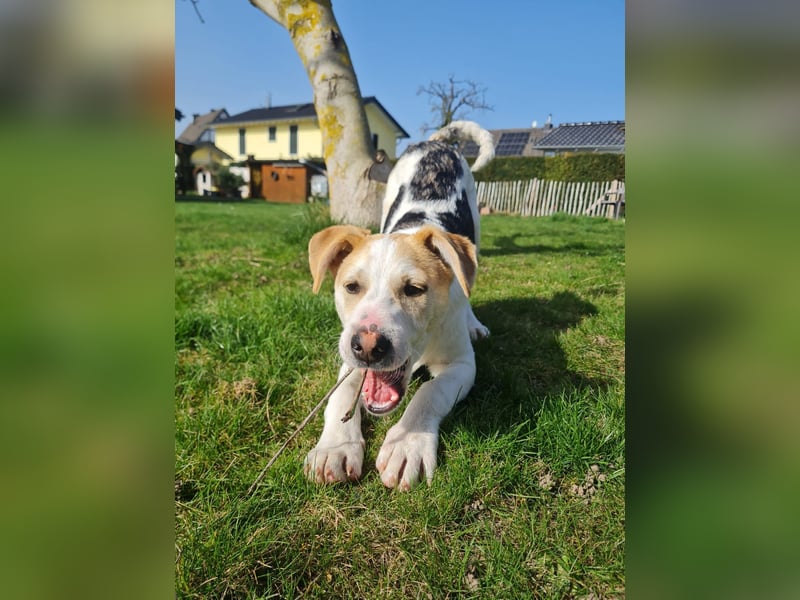 Lenny, fröhliches Hundekind geb.2025