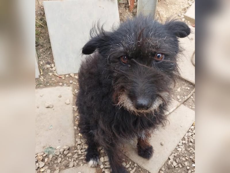 Lufi kleiner Mischling mit großem Herz